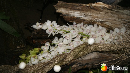 48 фото: Орхидеи