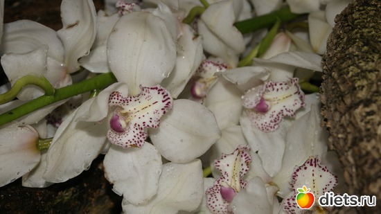 49 ����: �������