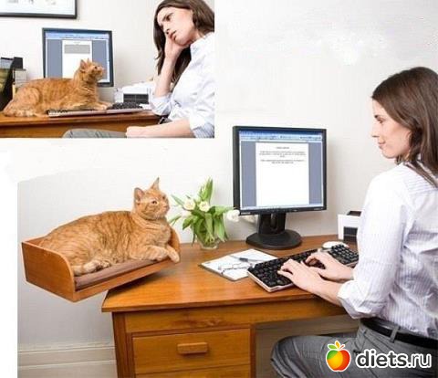 Место для кота