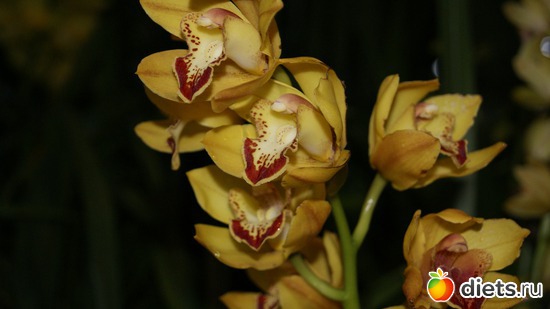 1 фото: Орхидеи