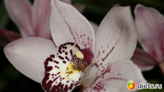 2 ����: �������