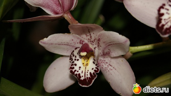 3 фото: Орхидеи