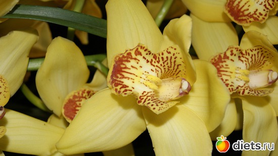 5 фото: Орхидеи