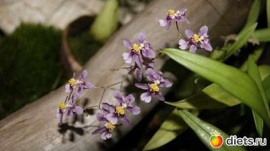 6 фото: Орхидеи