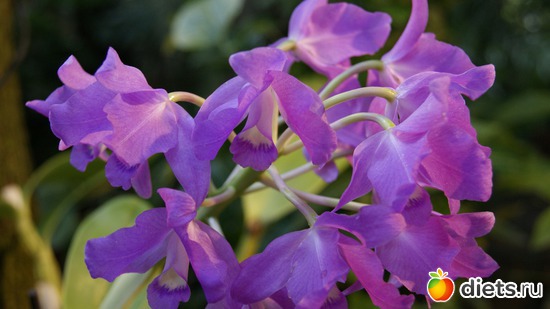 8 фото: Орхидеи