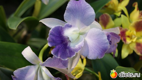 10 фото: Орхидеи