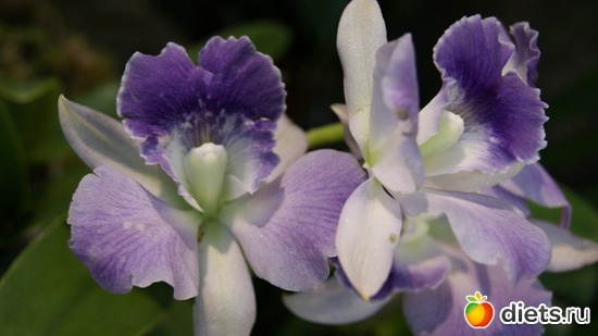 11 фото: Орхидеи