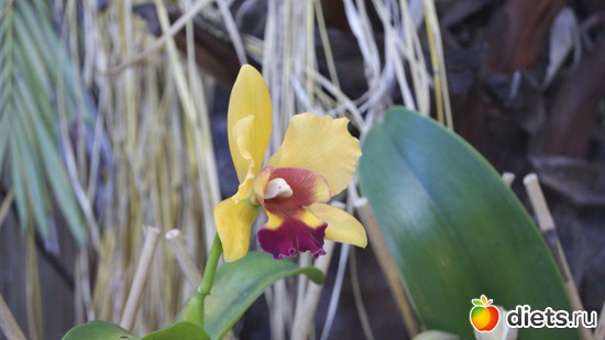 12 фото: Орхидеи