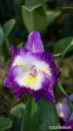 13 фото: Орхидеи