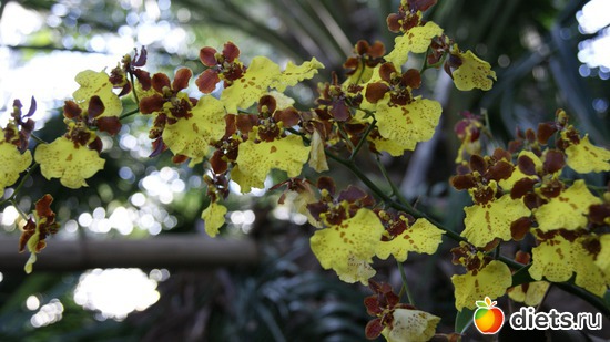 14 фото: Орхидеи