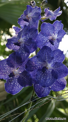 15 фото: Орхидеи