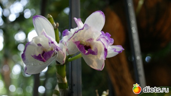 16 фото: Орхидеи
