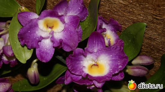 17 ����: �������