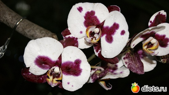 18 фото: Орхидеи