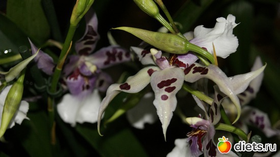 19 фото: Орхидеи