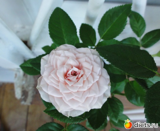 уральская роза, альбом: Мои цветы