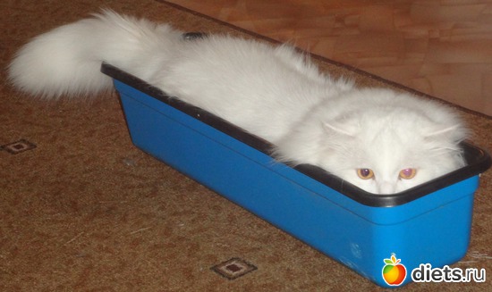 Цветочек - Снежочек, альбом: "МОЙ СИБИРСКИЙ ХУЛИГАН"