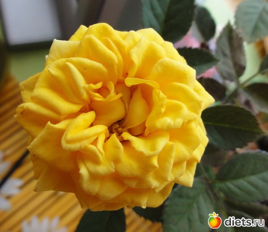 уральская роза, альбом: Мои цветы