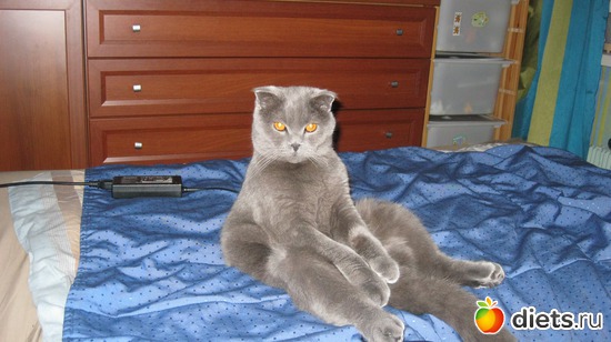 Котик, альбом: Фото