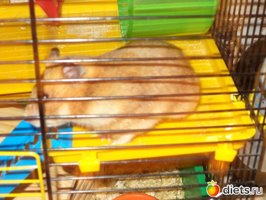 евдокия, альбом: мои хомячки