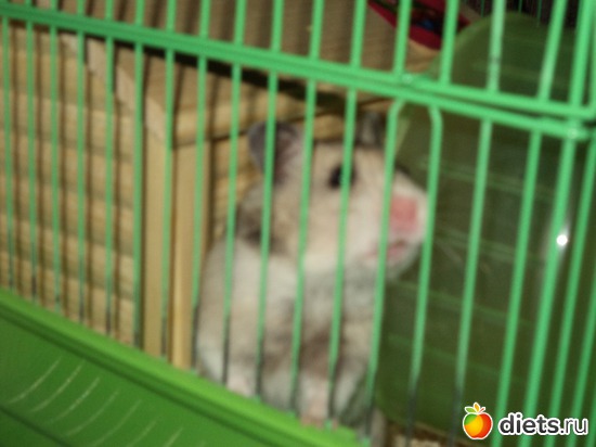 ефросинья, альбом: мои хомячки