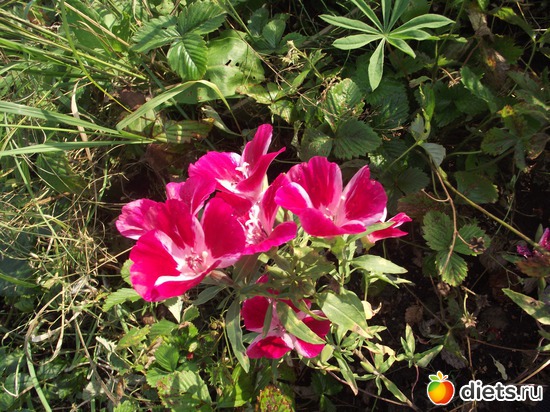 1 ����: ������ ��������