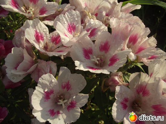 2 ����: ������ ��������