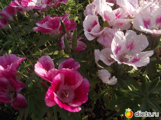 3 ����: ������ ��������