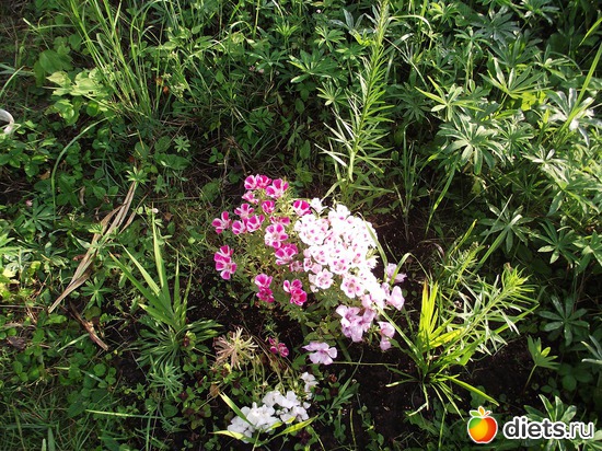 4 ����: ������ ��������