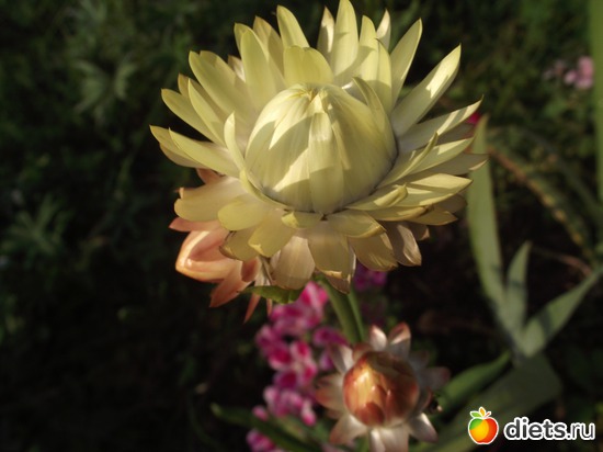 7 ����: ������ ��������