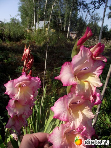 10 ����: ������ ��������