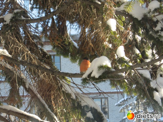 Снегирь под окном., альбом: Мои фото о природе в разное время года.