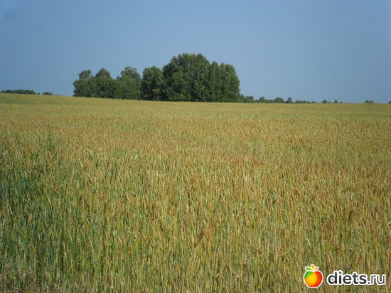 Осенние поля, альбом: Мои фото о природе в разное время года.