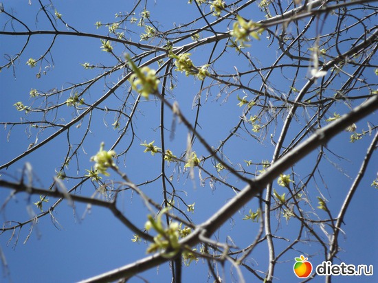 Весна, альбом: Мои фото о природе в разное время года.