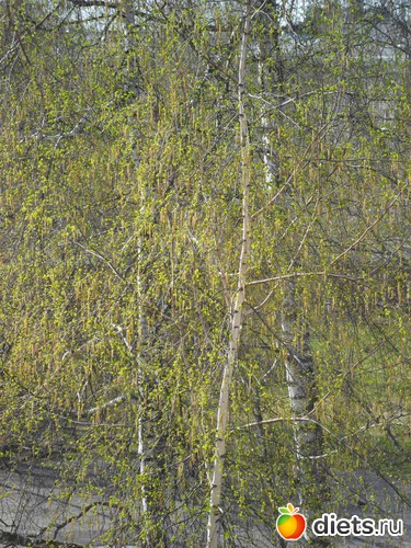 Березка наряжается в новое платьице, альбом: Мои фото о природе в разное время года.