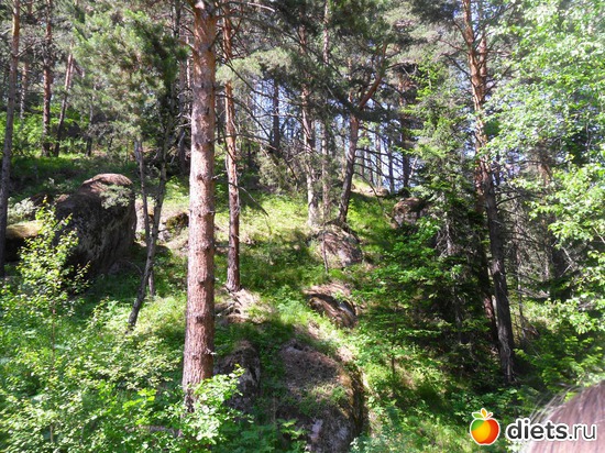 Лес, альбом: Мои фото о природе в разное время года.