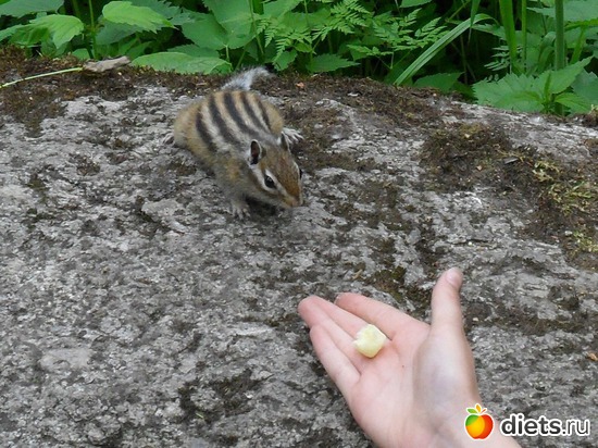 Бурундук, альбом: Мои фото о природе в разное время года.