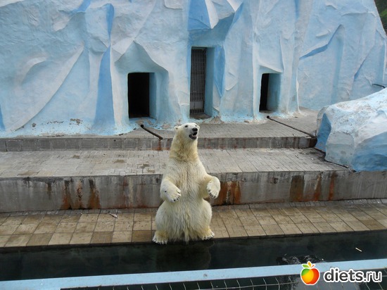 Белый мишка в Новосибирском зоопарке, альбом: Мои фото о природе в разное время года.