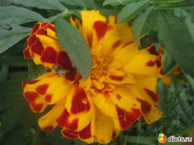 2 ����: ������ �������