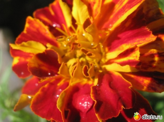 5 ����: ������ �������