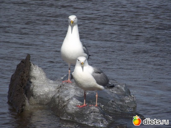 7 ����: ��� ����� ������