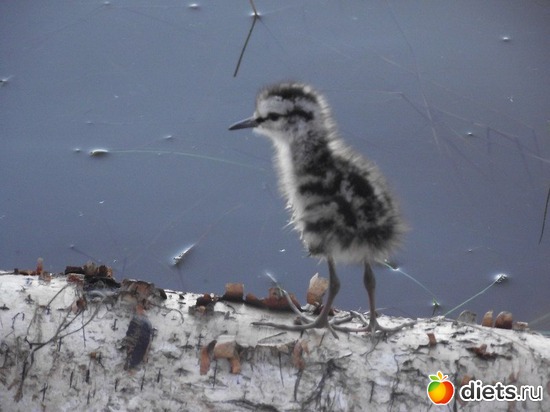 8 ����: ��� ����� ������