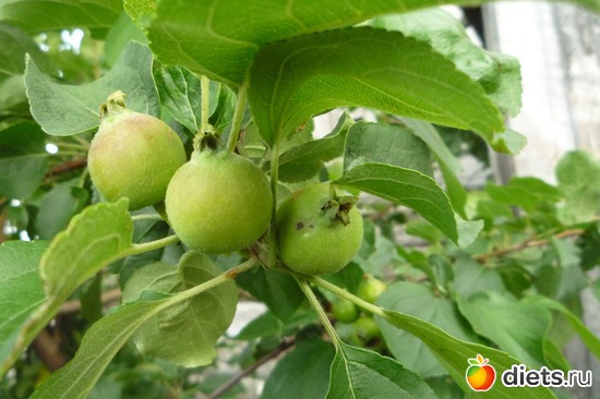 Яблочки, альбом: Мой сад-огород