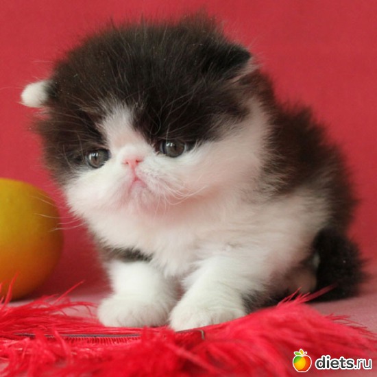 1 ����: ������