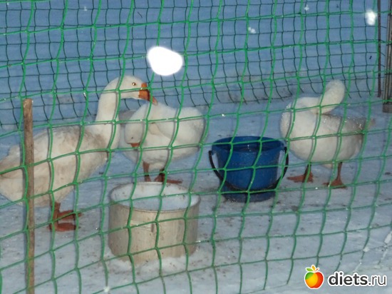 1 ����: ��� ����