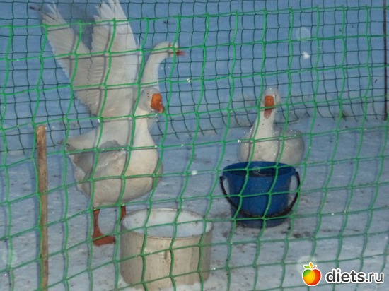 2 ����: ��� ����