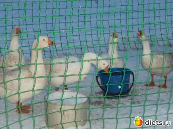 3 ����: ��� ����