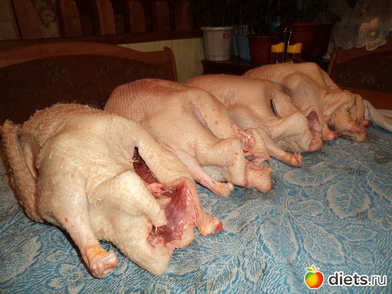 5 ����: ��� ����