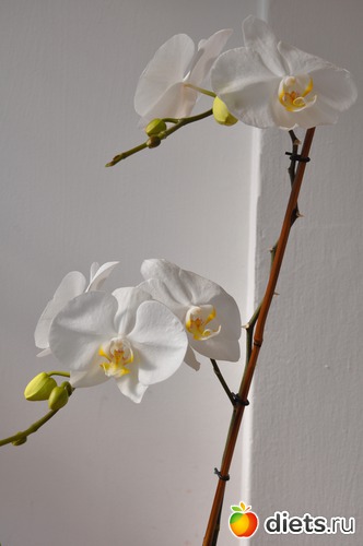 1 ����: ��� �������-���������!!