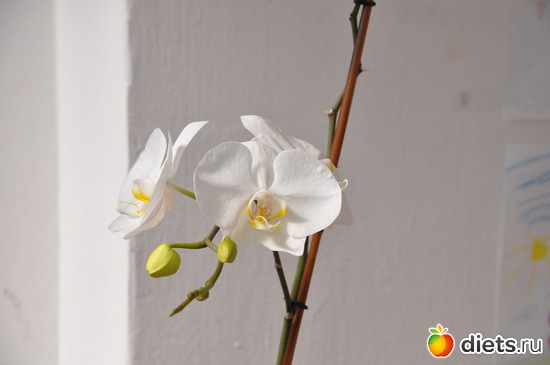 2 ����: ��� �������-���������!!